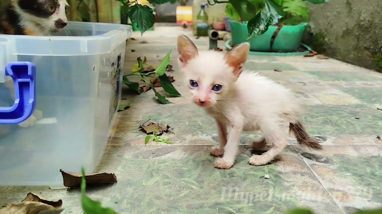 Two Helpless Little Kittens are Looking For Love From Their Brothers And Sisters