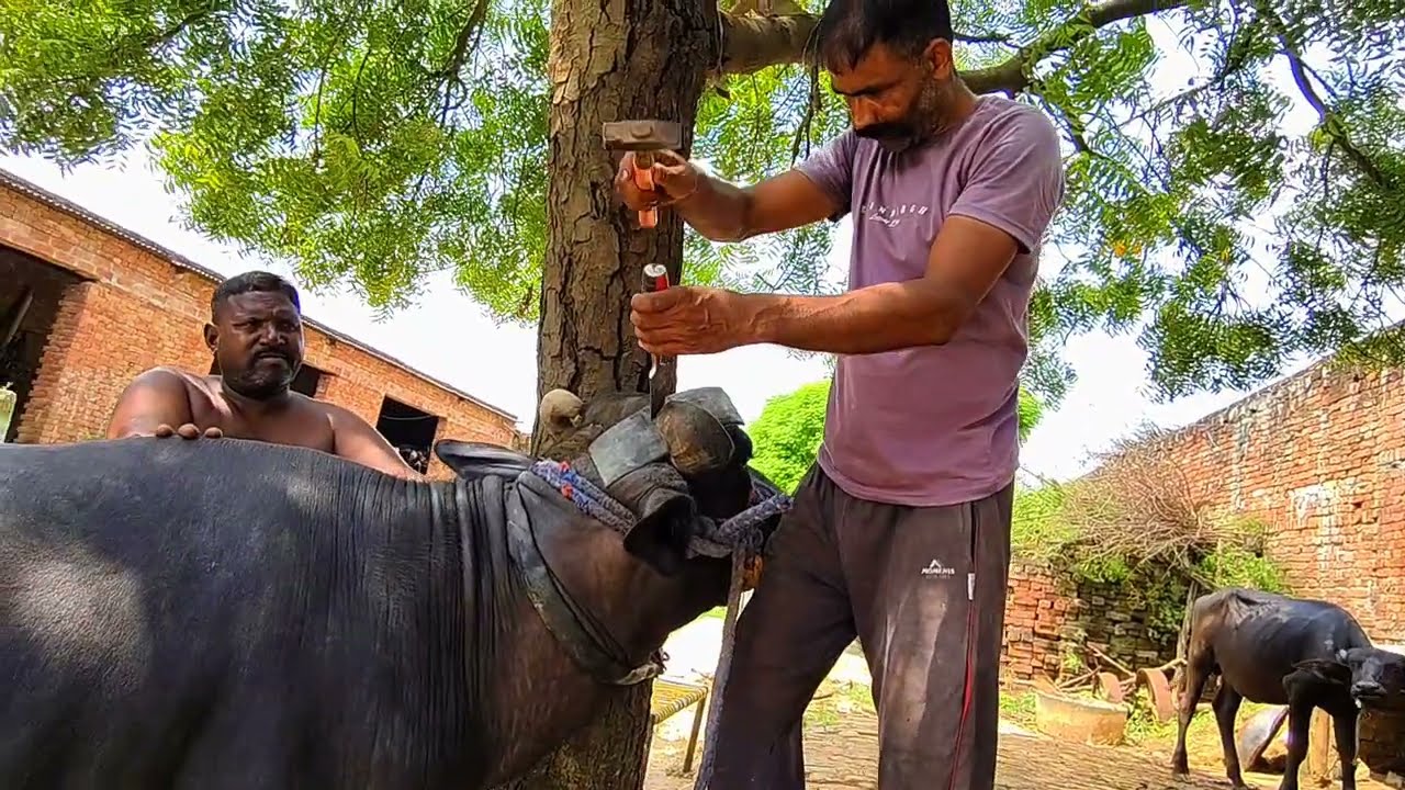 एक के सिंग काटे और दूसरी के... Vip animals parlour 