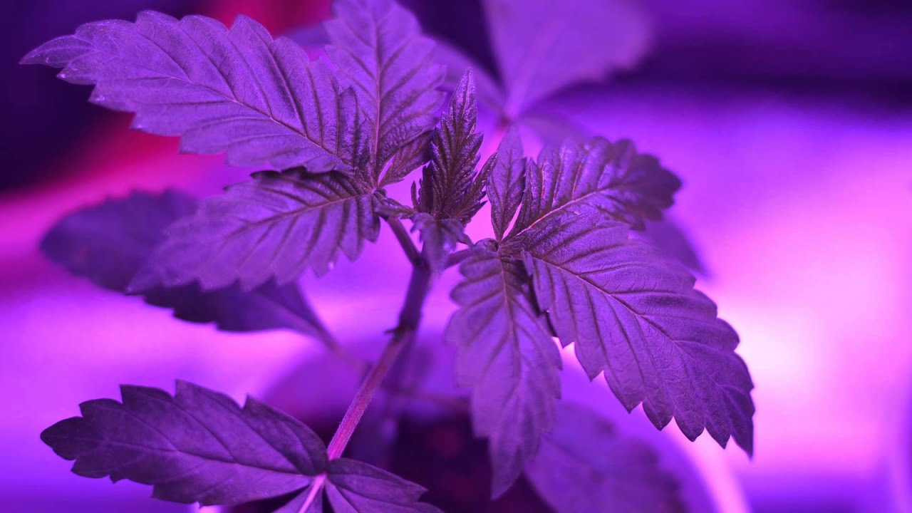 Seguimiento Veg Led 288W Week 3 &middot; Kosher Kush &middot; Girl Scout Cookies &middot; Ice Cream (HD)