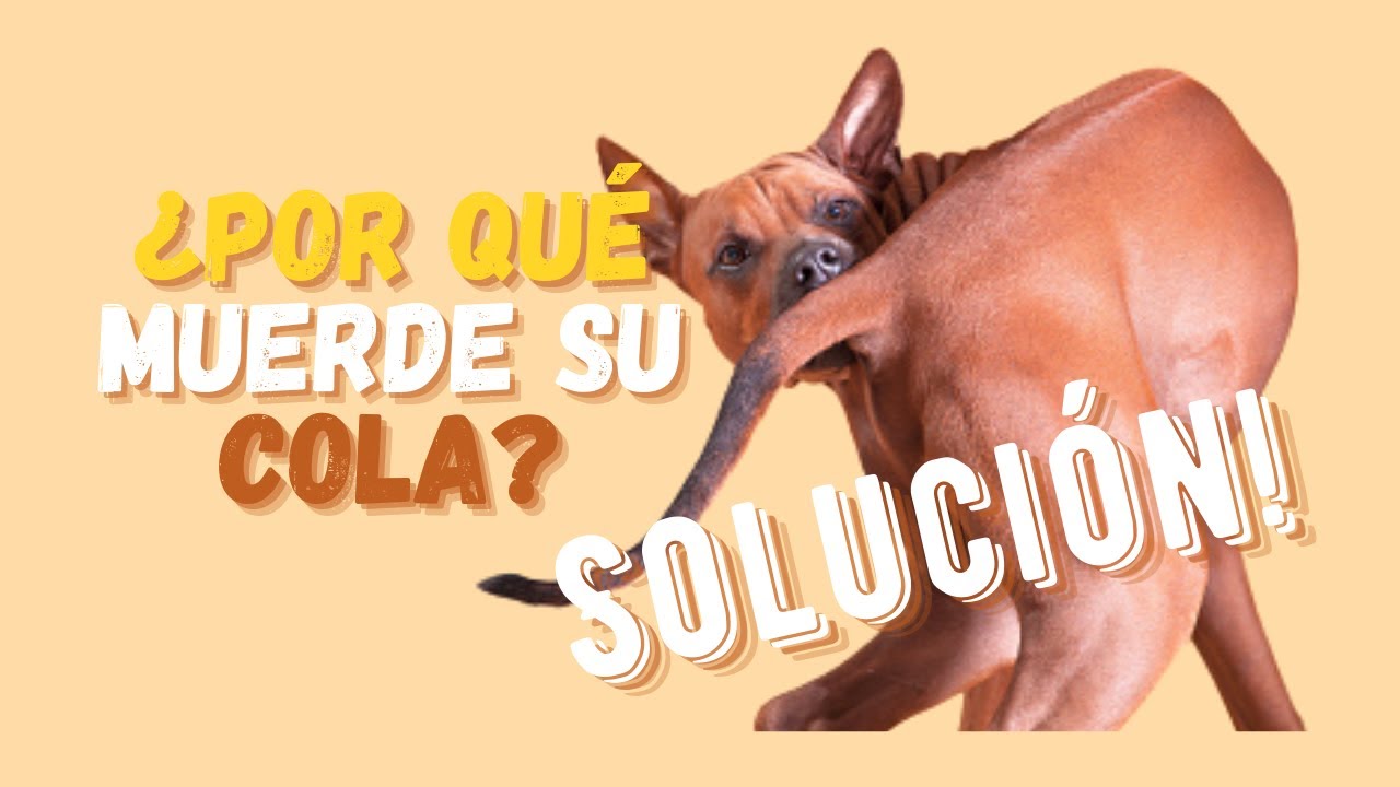 Tu perro se persigue la cola? Soluci&oacute;n