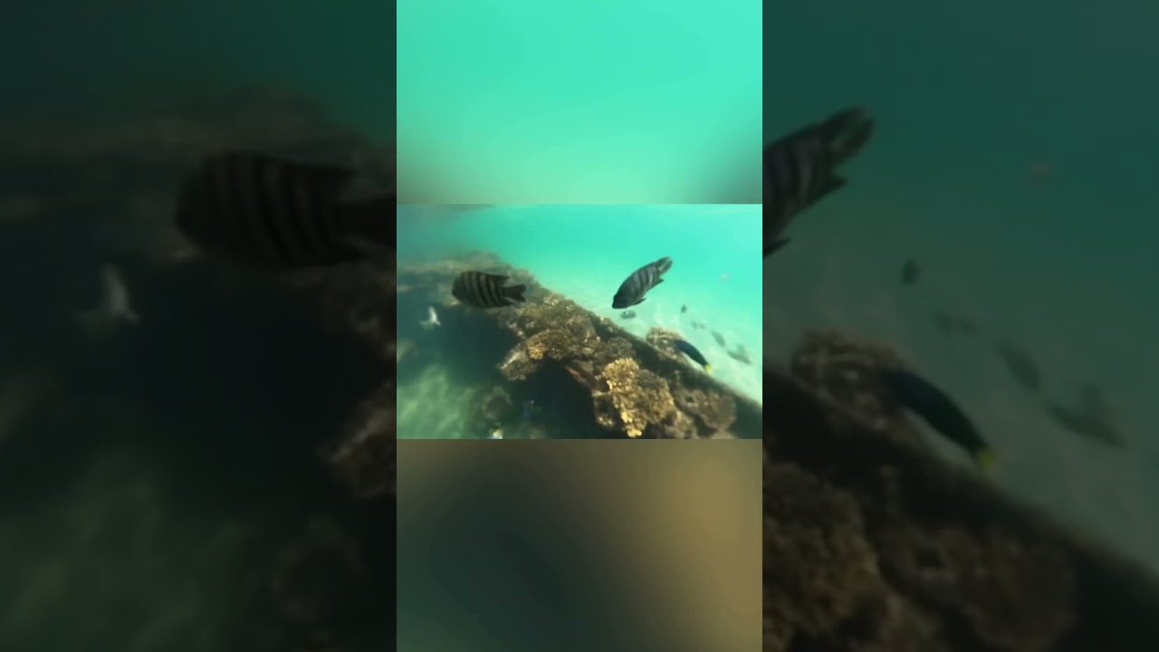 Drone & snorkelling snippets from Moreton Island  🎥🤿🐠🏝️