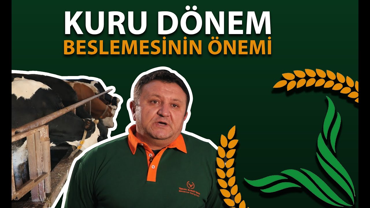 Kuru dönem beslenmesinin önemi | Tarım Kredi Yem