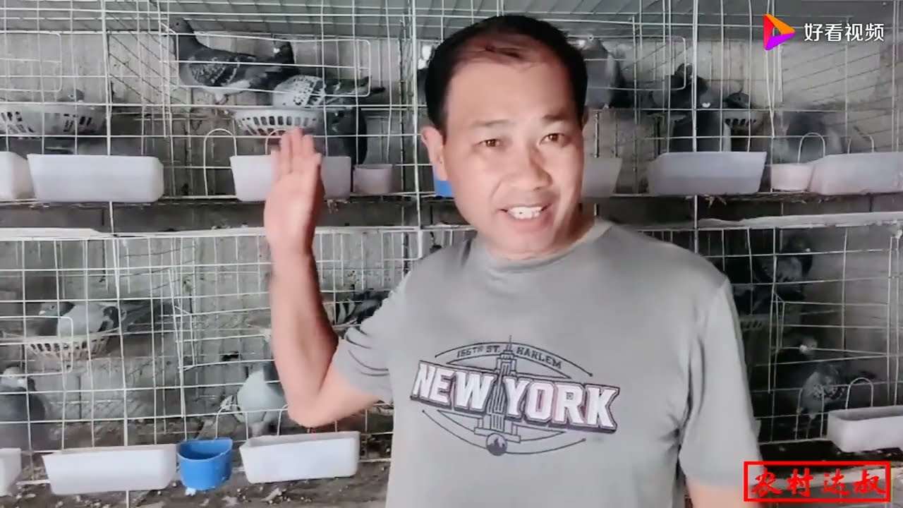 鸽子挑食怎么办？农村大叔告诉你这样做，你的鸽子以后不会再挑食