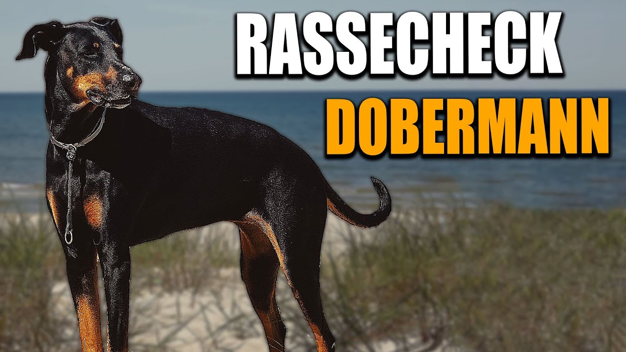 Dobermann Rassecheck  - Rasseportrait, Rassebeschreibung, Informationen zur Rasse Dobermann