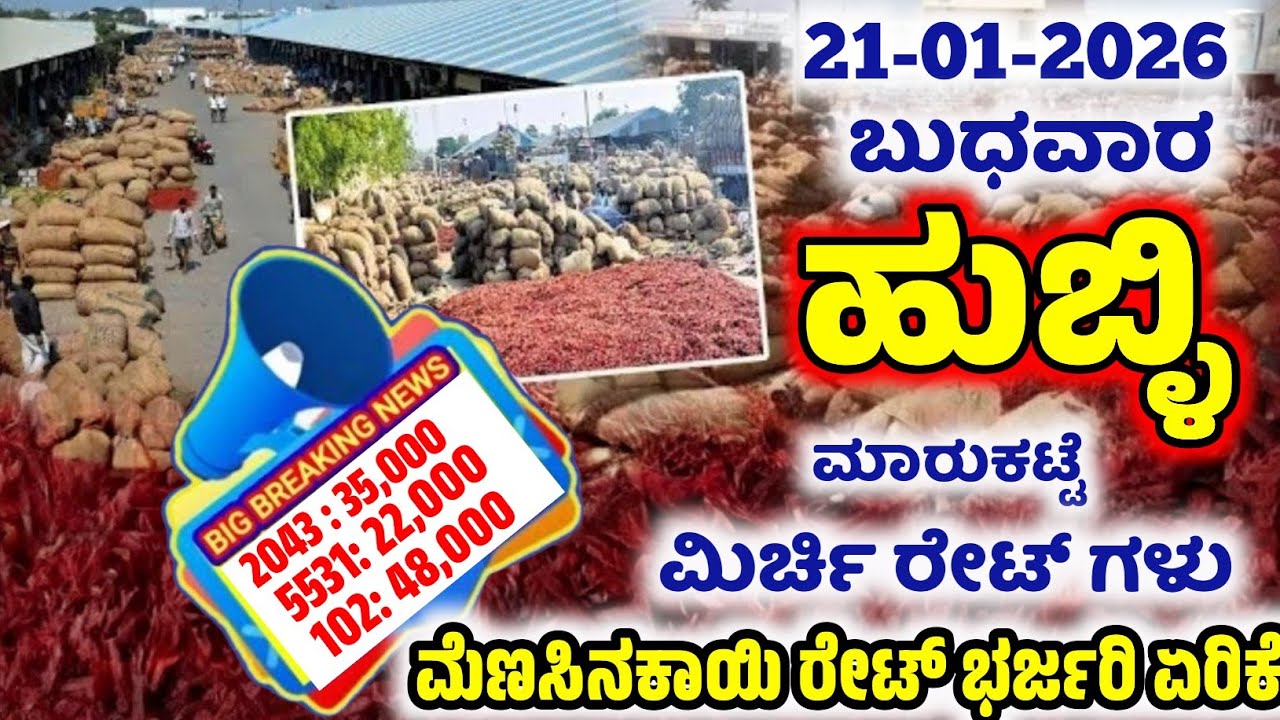 21-01-2026  Hubli Market Mirchi Rates | Today Mirchi Rate | Hubli Market | Byadgi Market #mirchirate