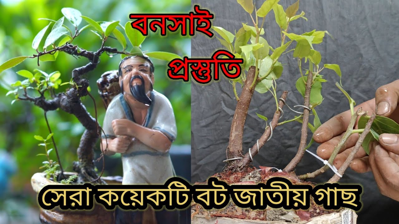বনসাই শিল্প জগতের জনপ্রিয় কিছু ফিকাস জাতীয় গাছ।Some Popular Ficus trees in the Bonsai World #ficus