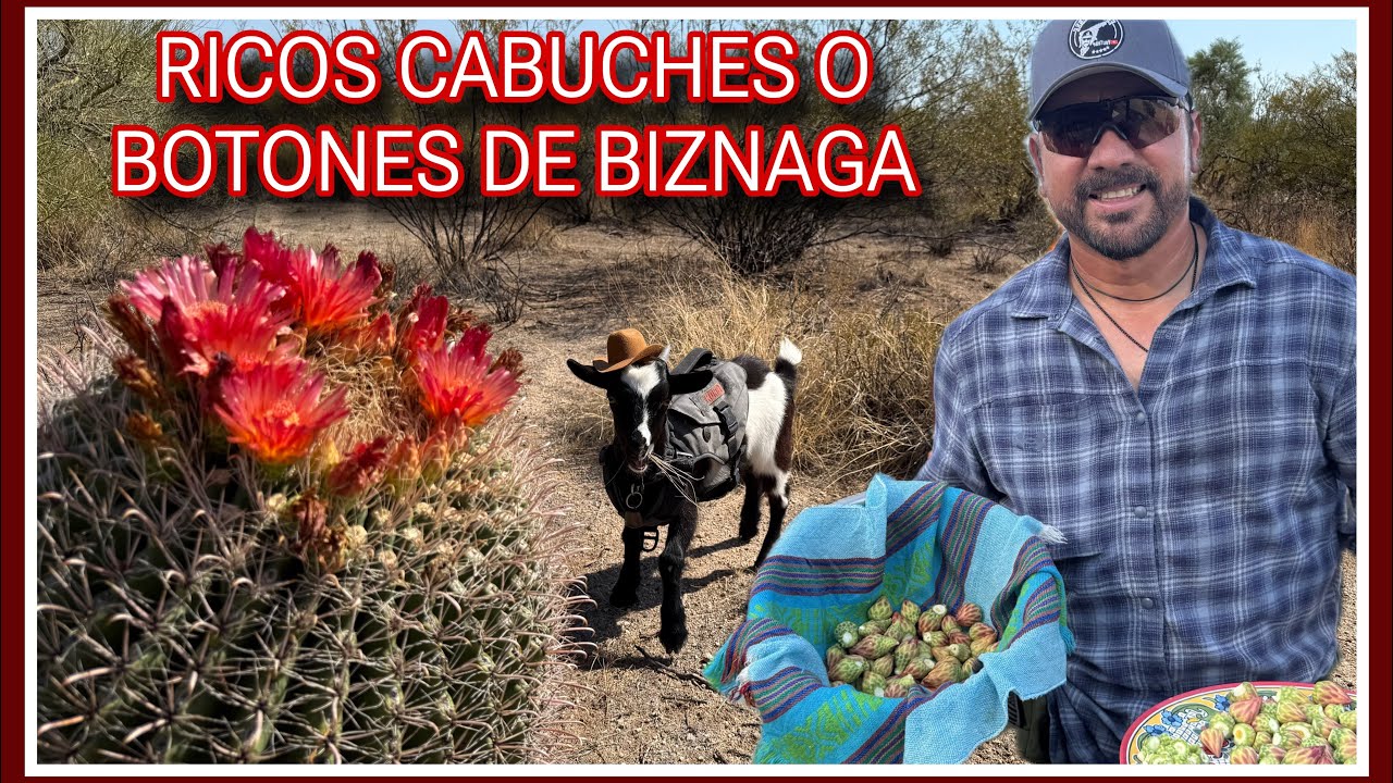 UN PLATILLO MUY CODICIADO EN EL NORTE DE MEXICO (Botón De Biznaga)o(Cabuche)