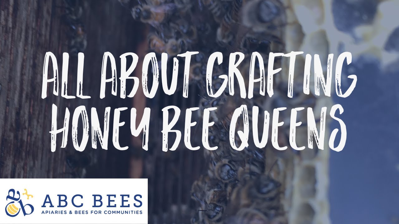 All About Grafting Honey Bee Queens