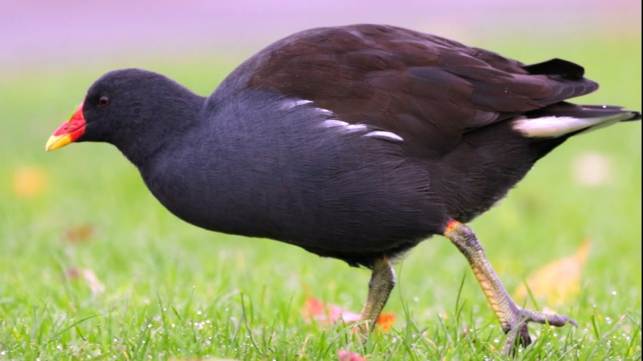 Adult Eurasian Moorhen Eating Grass | Scotland