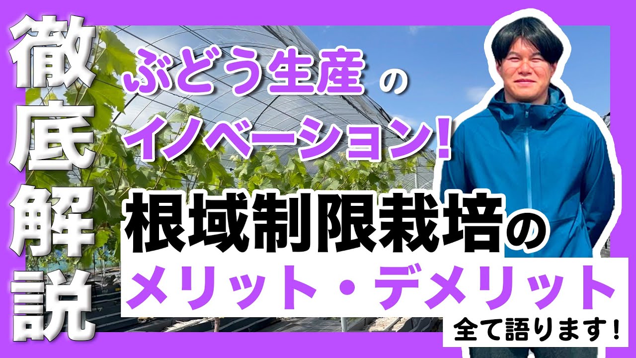 【徹底解説】ぶどう生産のイノベーション！根域制限栽培についてメリット・デメリット全て語ります！