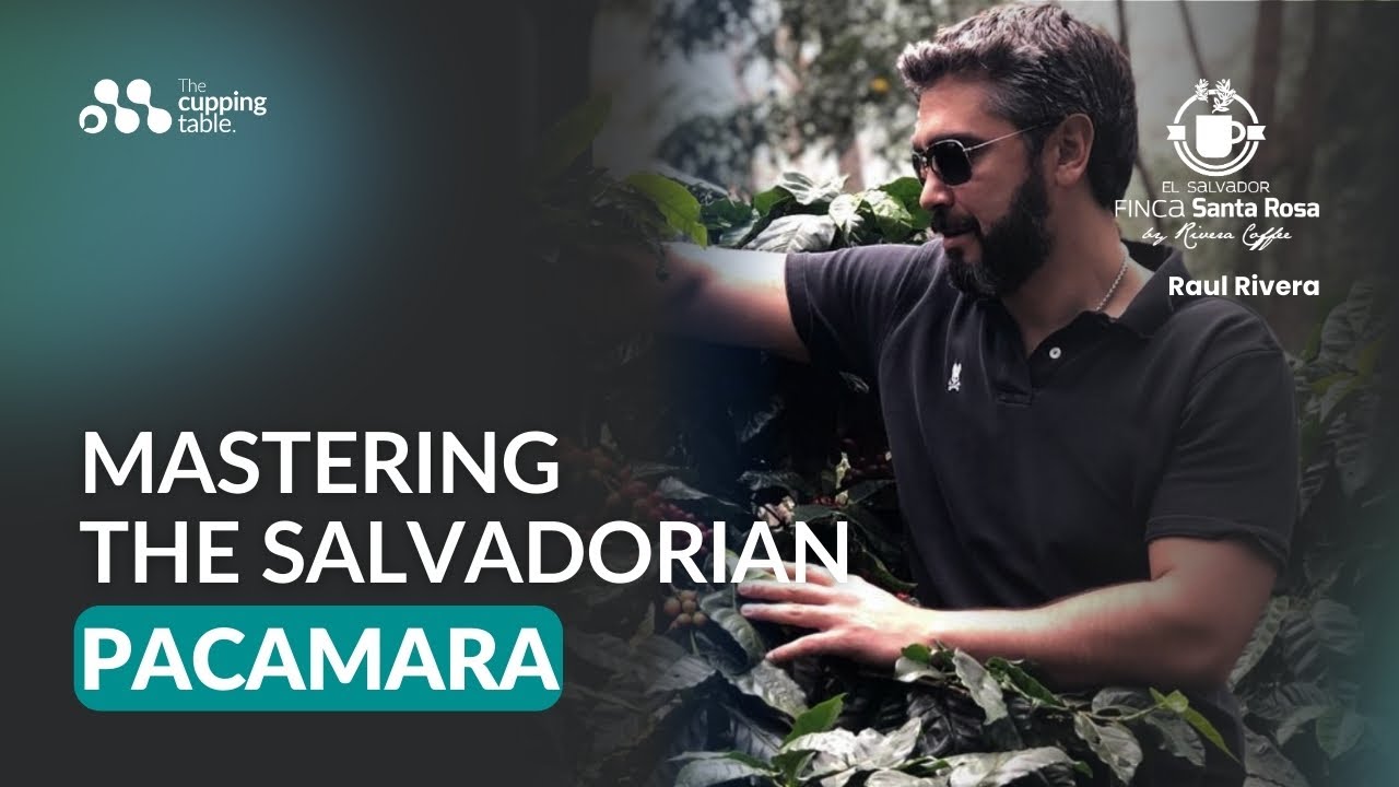 Finca Santa Rosa | Mastering the Salvadorian Pacamara