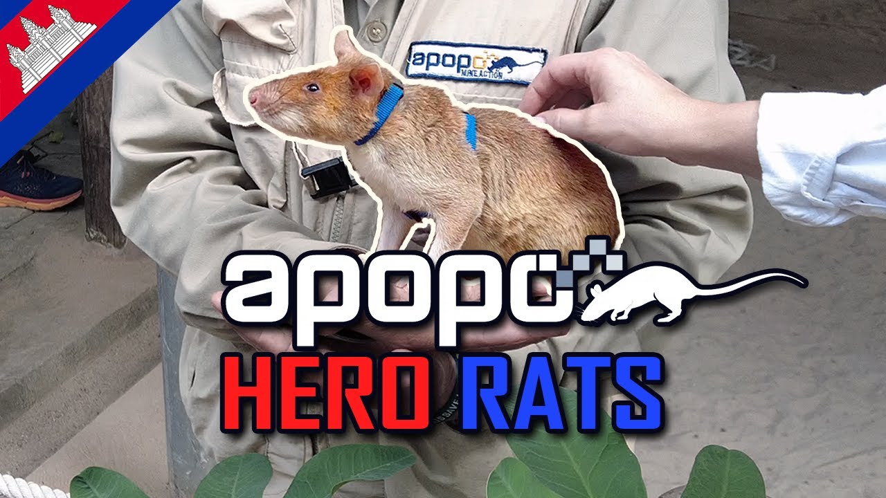 HERO RATS Who Save Lives | APOPO Visitor Center Cambodia