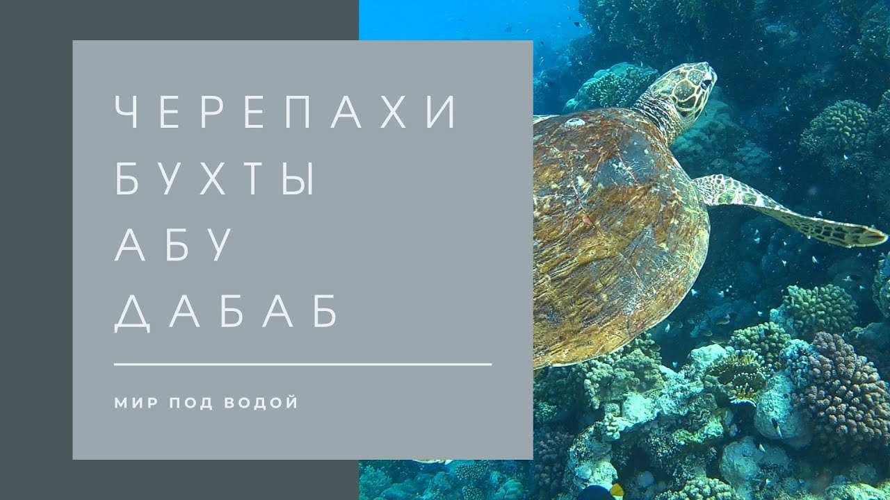 Turtles of Abu Dabbab Bay Marsa Alam (Черепахи бухты Абу Даббаб, Марса Алам)