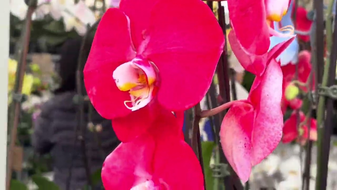 Hoa Lan Nở Giữa Mùa Xuân 