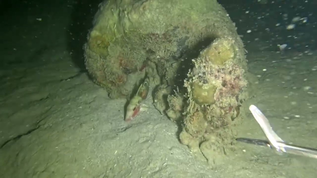 Anong PIPILIIN mo? Karneng  BABOY o ITONG MGA ISDA #nightdivespearfishing 