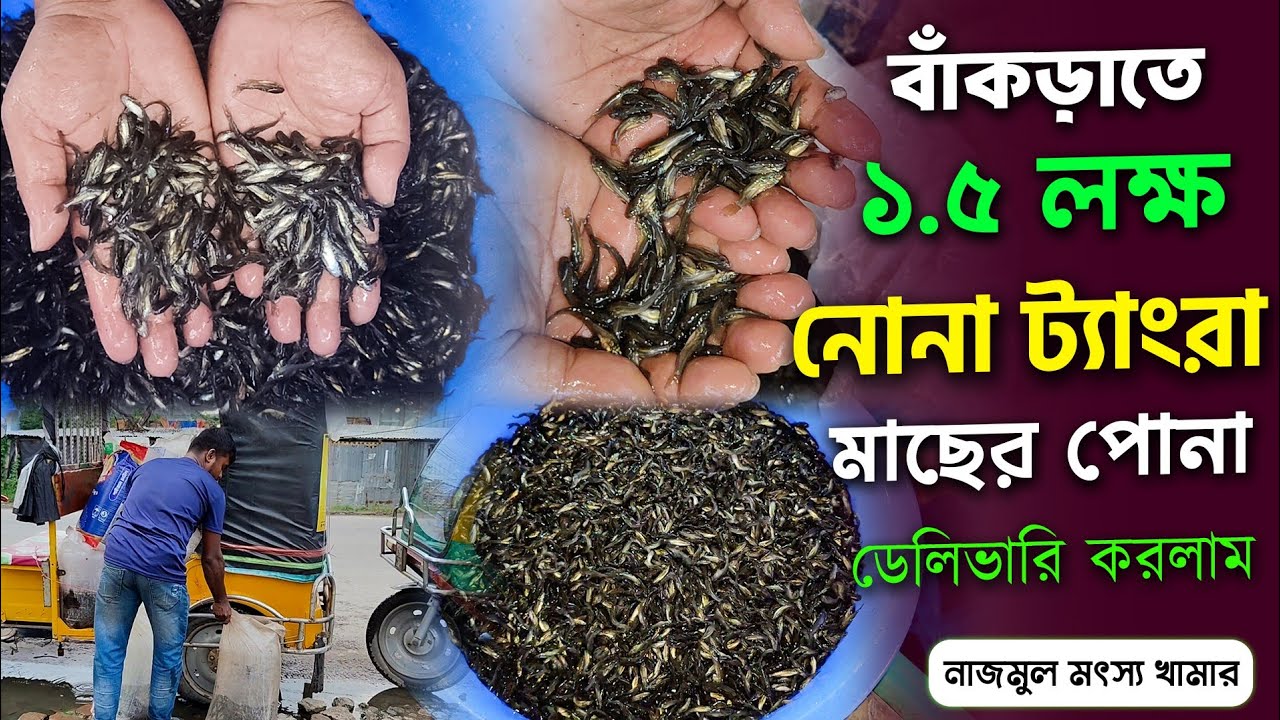 বর্ষার মৌসুমে নোনা ট্যাংরা চাষ করে সফলতা পাচ্ছে মৎস্য ব্যবসায়ীরা।