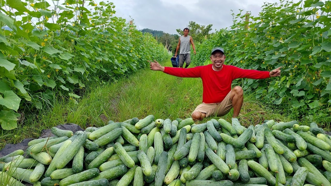 Bakit sobrang Dami ng Bunga ng Pipino namin  | Harvesting cucumber Day 31