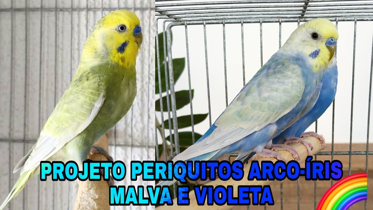 Projeto periquitos arco-íris malva e violeta🌈💥