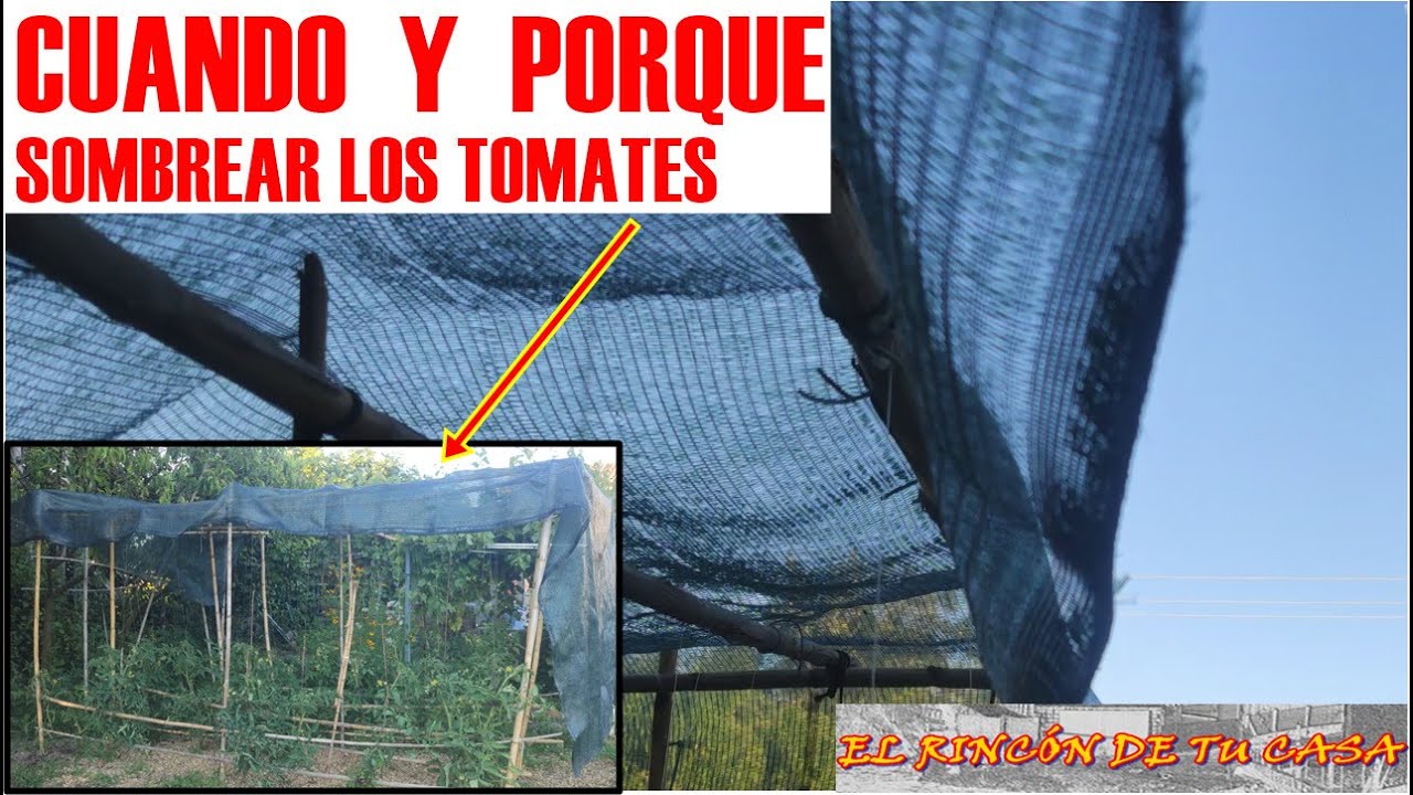 Las flores de los TOMATES se SECAN ( sombreo )