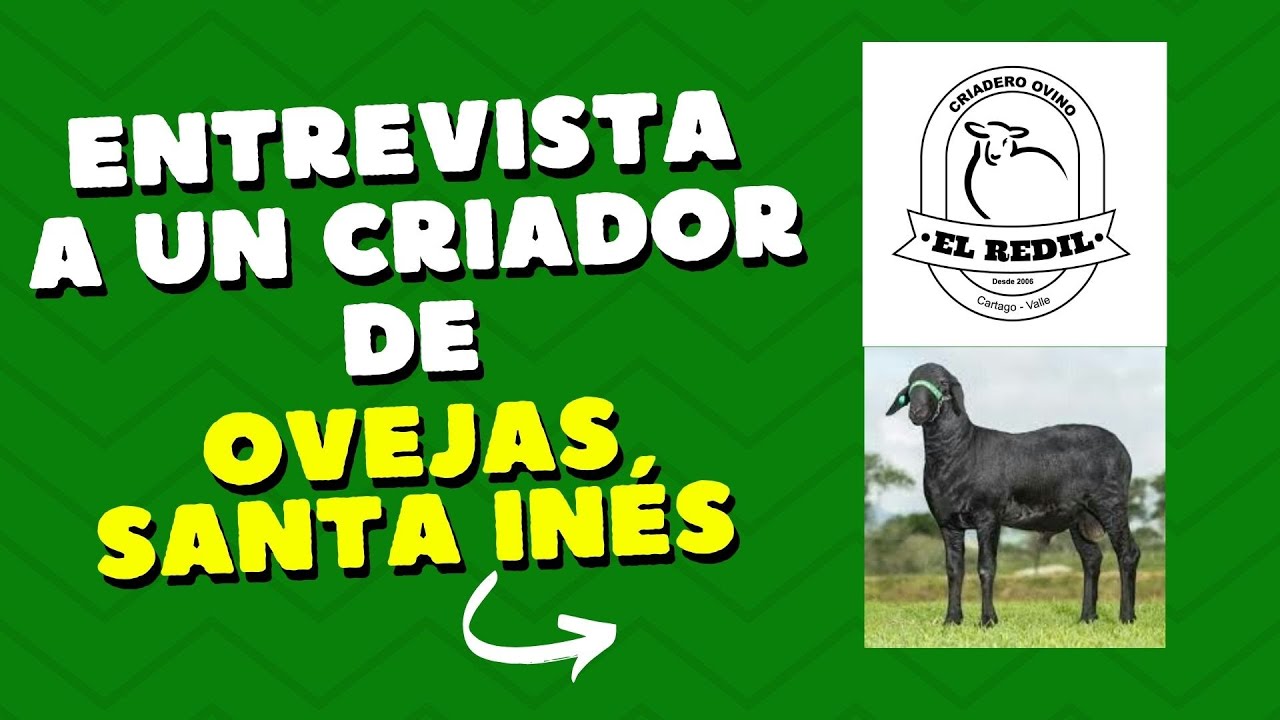 CHARLA CON EL CRIADERO DE OVINOS 