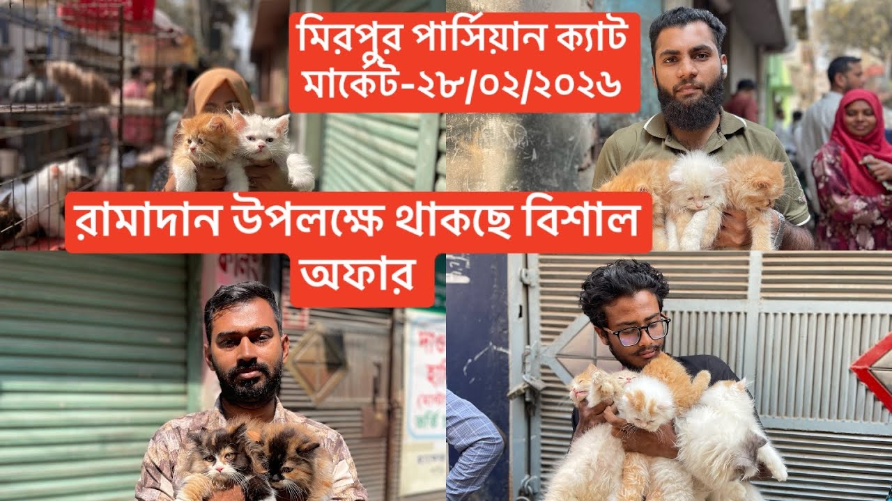 মিরপুর পার্সিয়ান বিড়াল এর হাট । মাহে রামাদান উপলক্ষে থাকছে অফার।@Saiful_Drz #cat  #persiancat