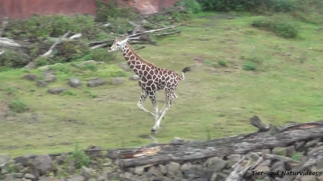 Giraffenjungtier auf Jagd in der Zoom Erlebniswelt 