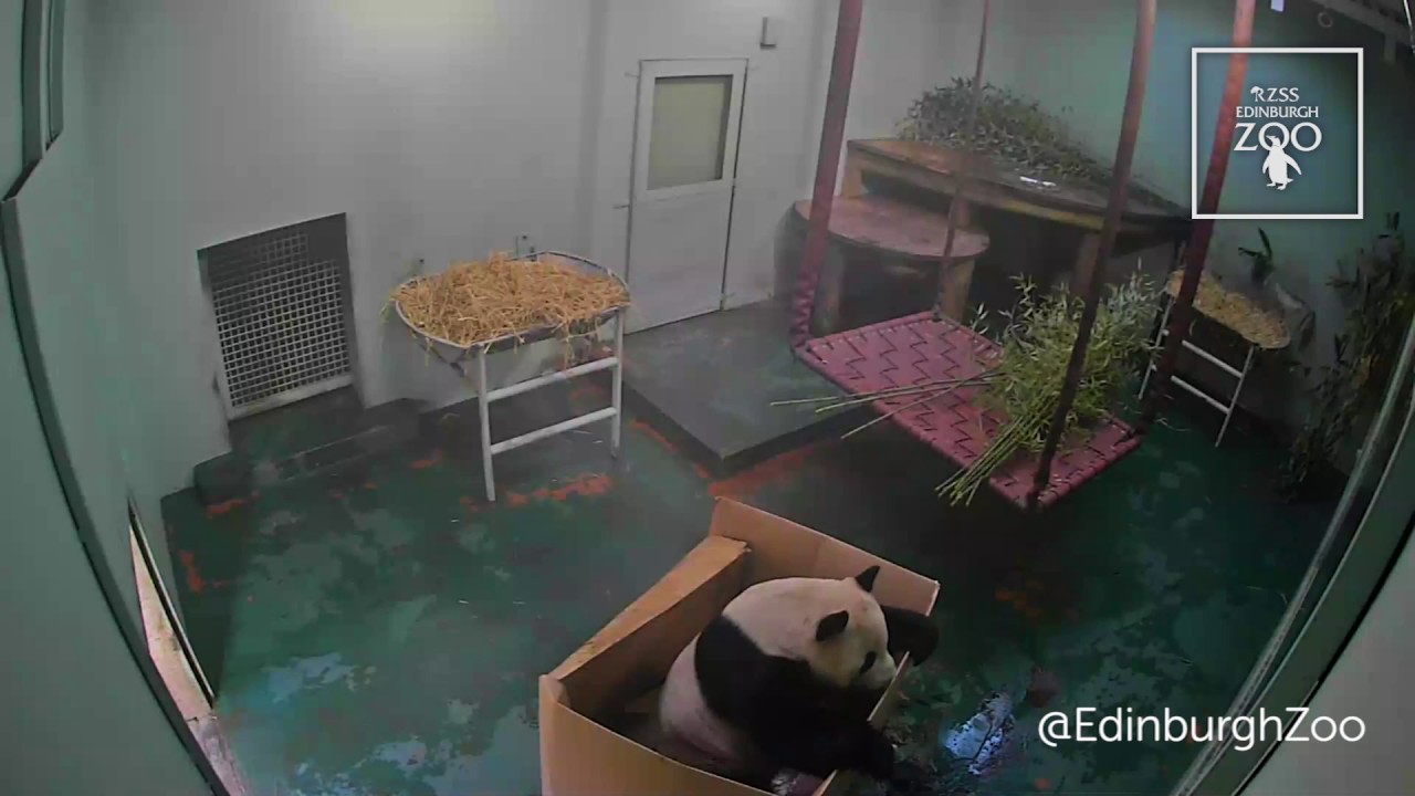 Yang Guang vs Box - RZSS Edinburgh Zoo