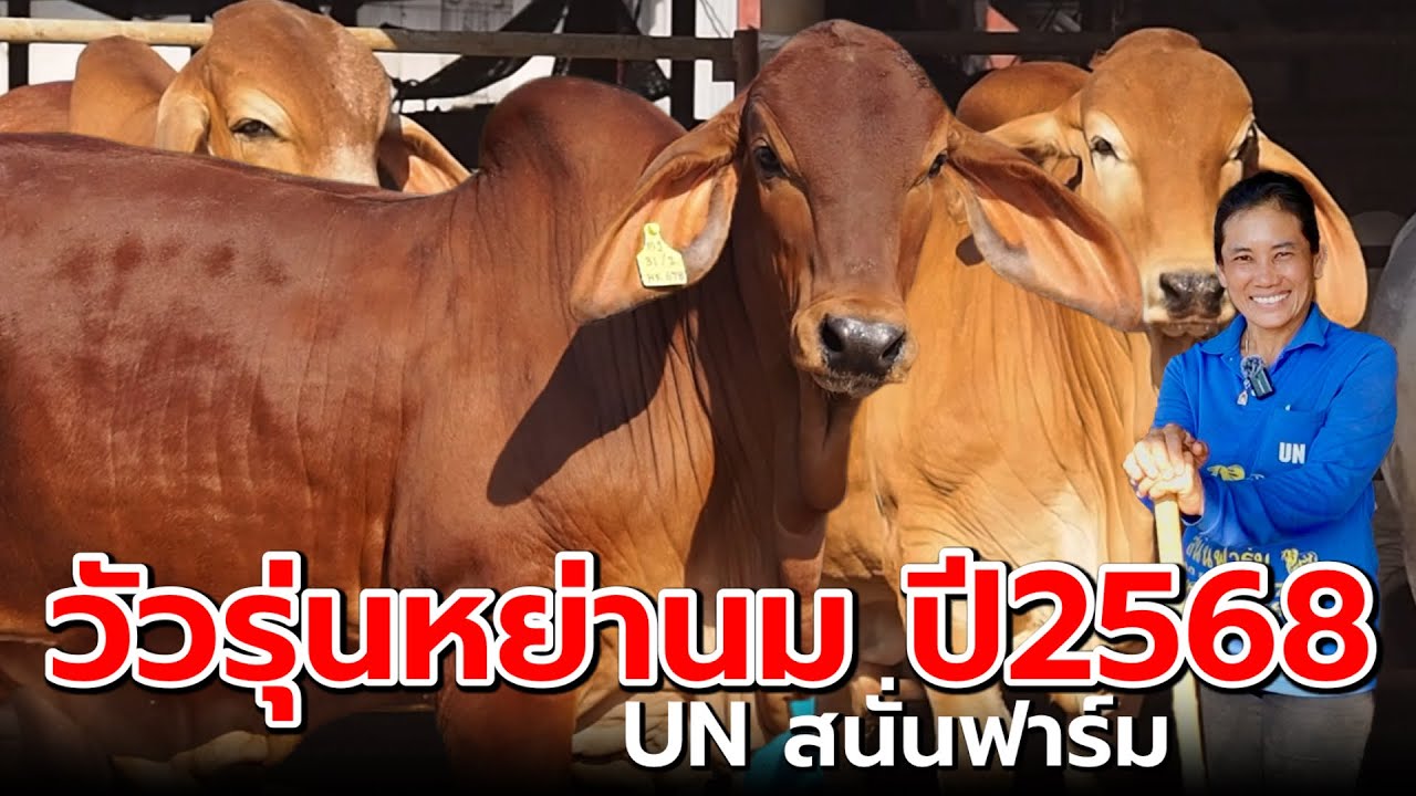 วัวรุ่นหย่านมชุดใหม่ ปี2568 ‼️ | UN สนั่นฟาร์ม จ.อุทัยธานี