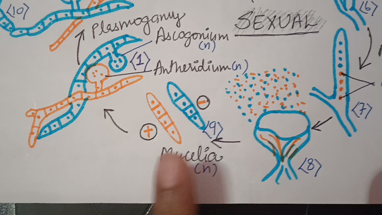 Asexual and Sexual Reproduction in Ascomycetes (ch.2) Class-XI