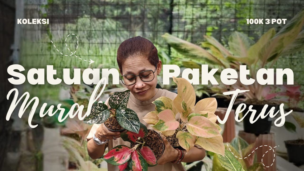 PAKET MURAH AGLAONEMA RIMBUN CUMA 3OK AN AJAH 