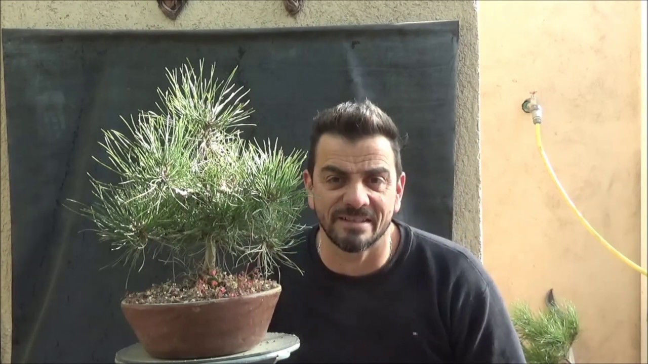 HAGARI :Trabajo invernal en un bonsái de pino negro( pinus thunbergii)