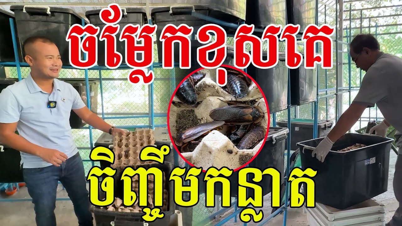 ប្លែកពីគេពូ ចិញ្ចឹមកន្លាតលក់ រាប់ពាន់ក្បាល