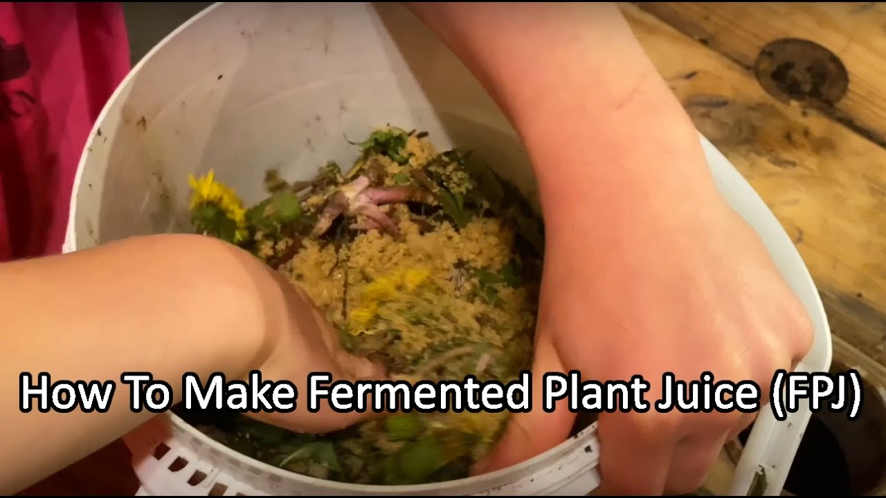 How To Make Fermented Plant Juice (FPJ)