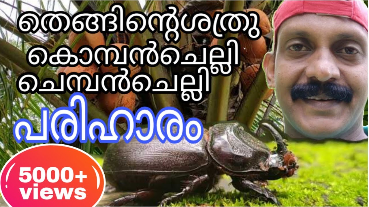 കൊമ്പൻചെല്ലി ചെമ്പൻചെല്ലി പരിഹാരങ്ങൾ | Komban chelli | Chemban chelli | തെങ്ങ് കൃഷി | Coconut |