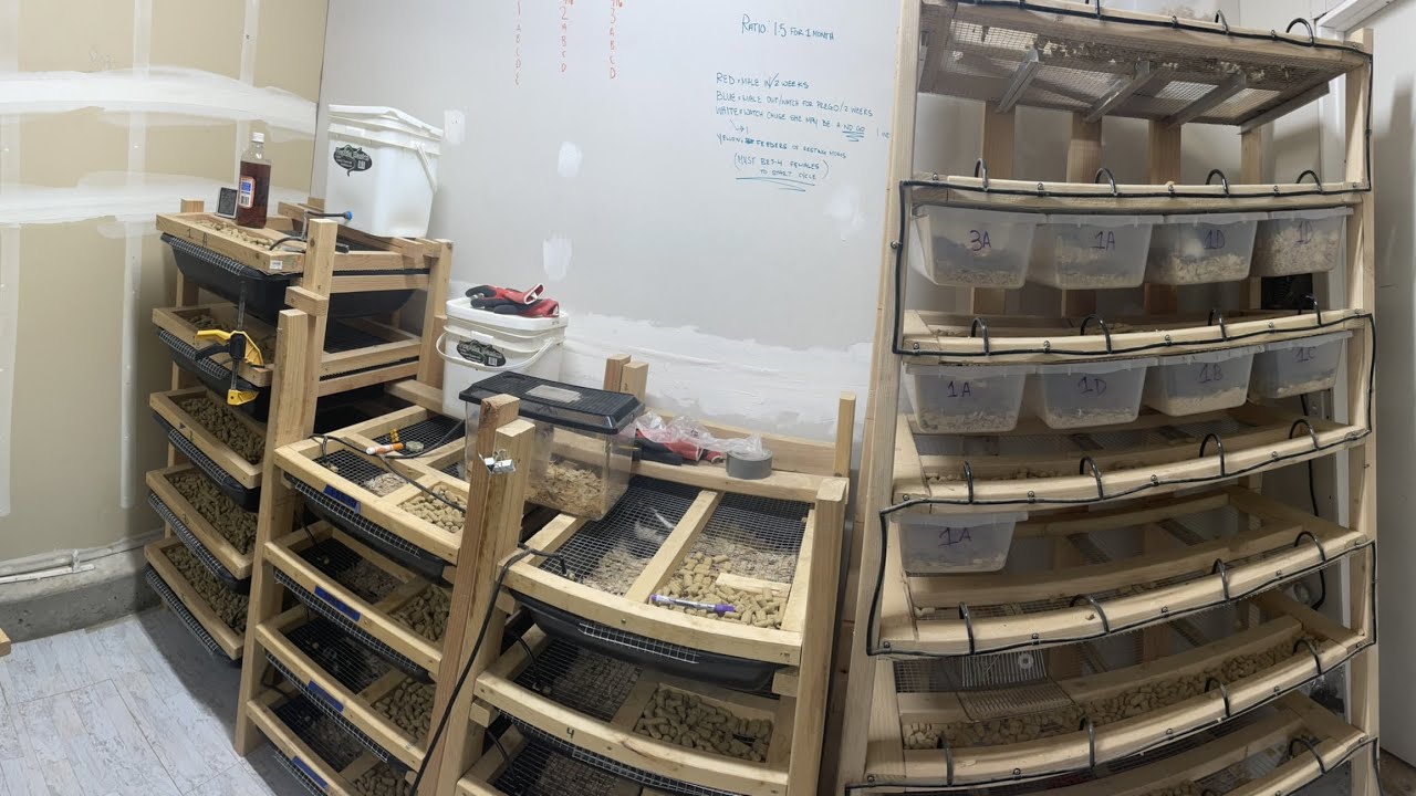 Rat room tour and breeding/ my rat set up