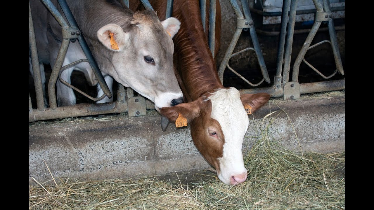 Azienda agricola Cascina Battura, Rossiglione (GE)