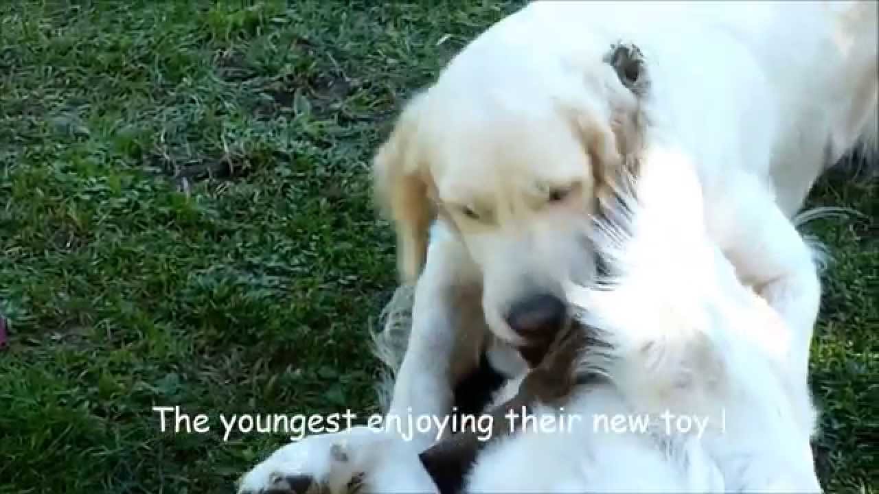 Golden Retriever Sunny Garden