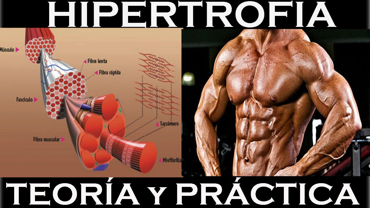HIPERTROFIA. Teoría y práctica, conocimientos y rutina ejemplo.
