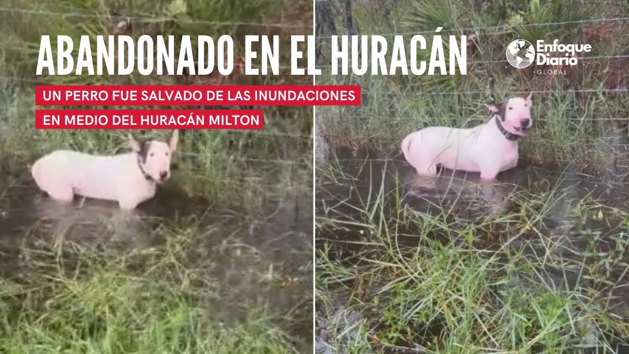 Conmovedor Rescate de un Perro Abandonado Durante el Hurac&aacute;n Milton