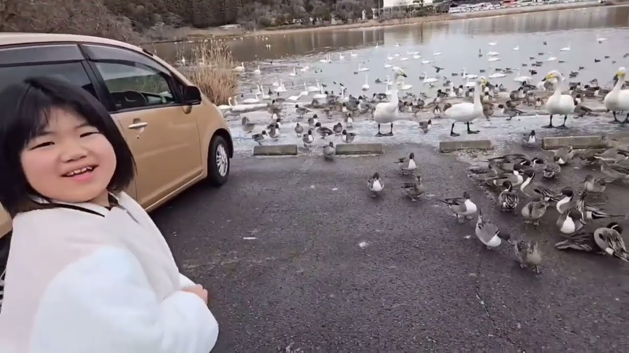 【ばあちゃんと白鳥を見に行きました😁】