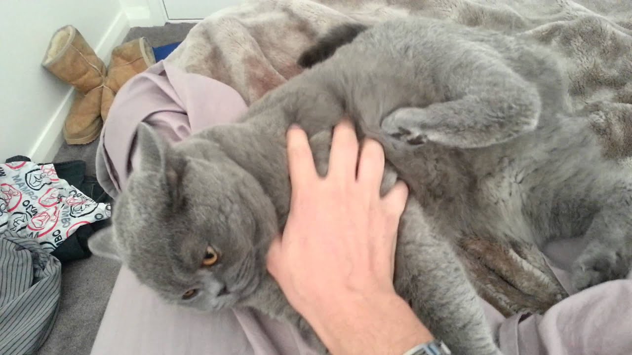 The morning attention demand from Shinobi