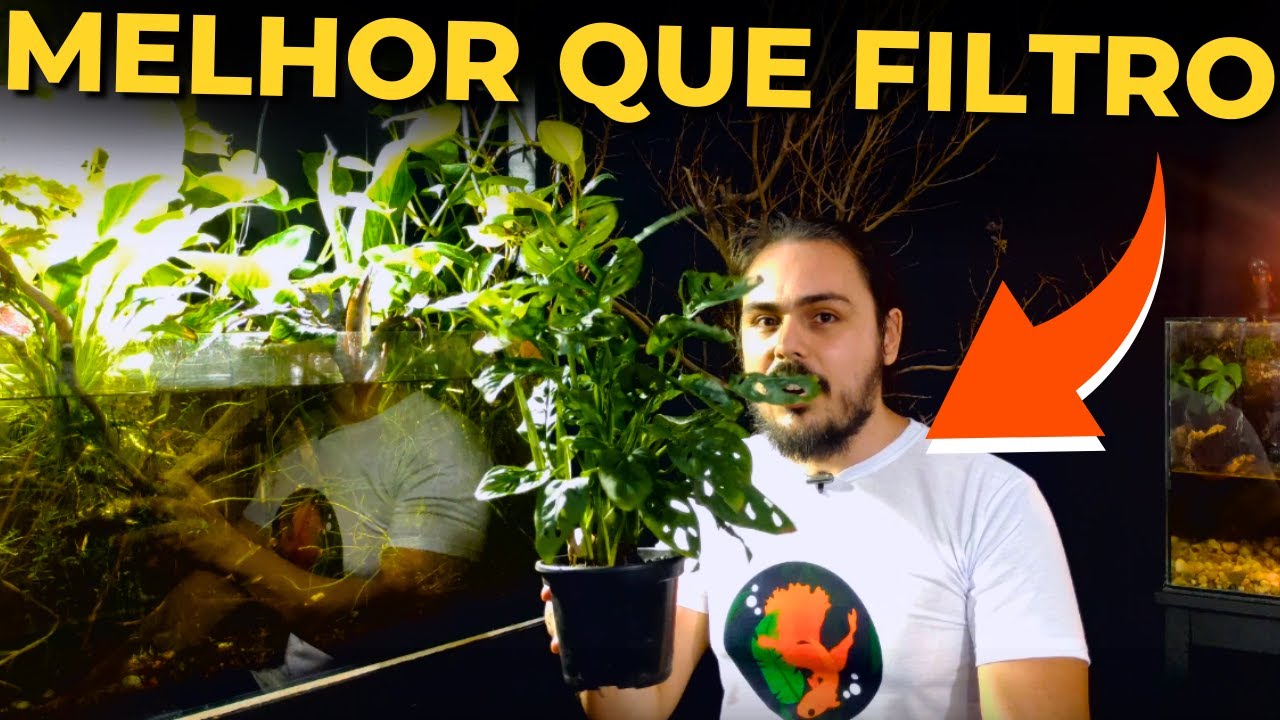 🔴10 PLANTAS QUE SÃO FILTROS NATURAIS PARA AQUÁRIOS |Mr. Betta|