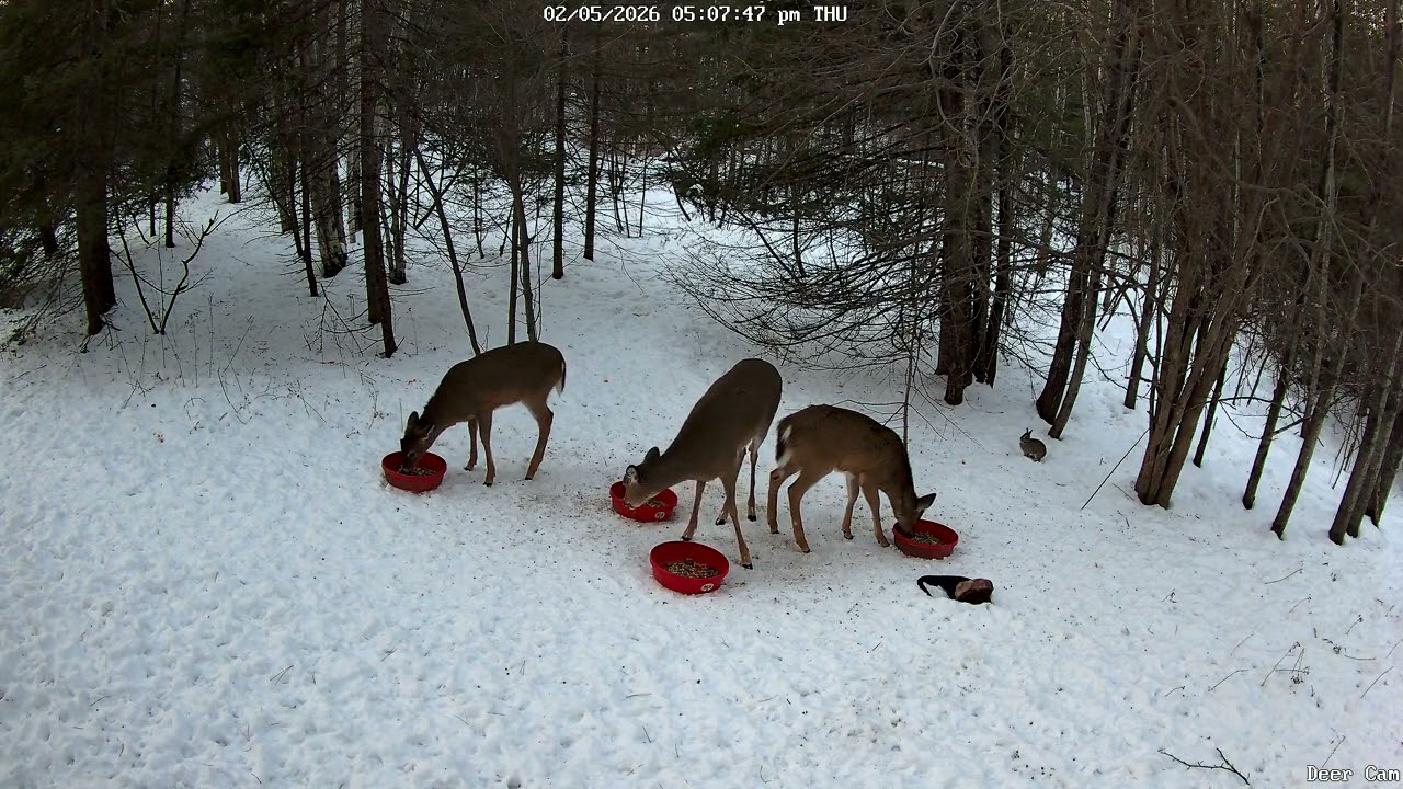 Deer 2-5-2026 5:00 PM