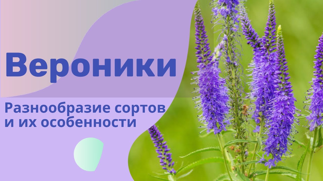 Вероники