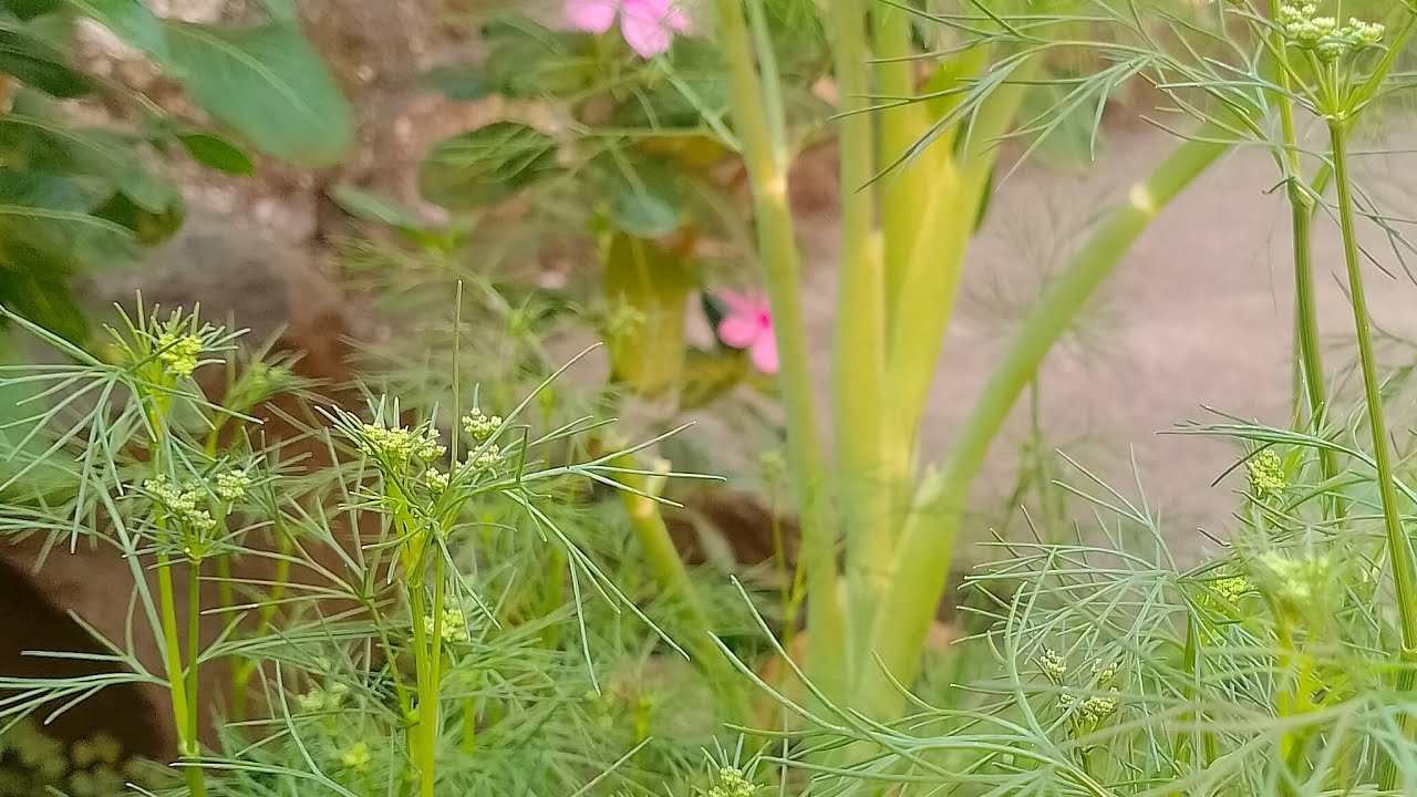 AkshayvlogsMH37 is live Good morning Friends morning walk chala sagle ya 🌈🎶🎵🎵