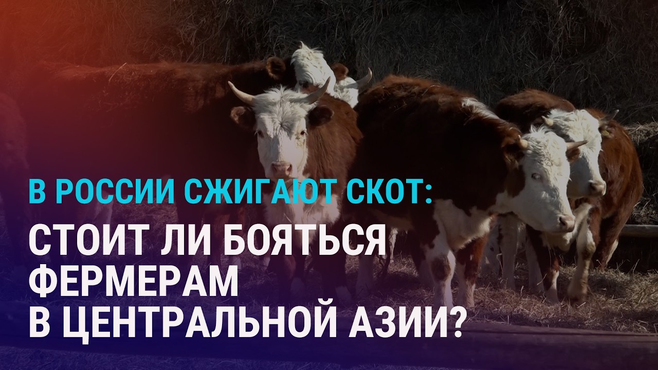 Перерыв в ударах по Ирану. В России уничтожают скот: грозит ли эпидемия Центральной Азии? | АЗИЯ