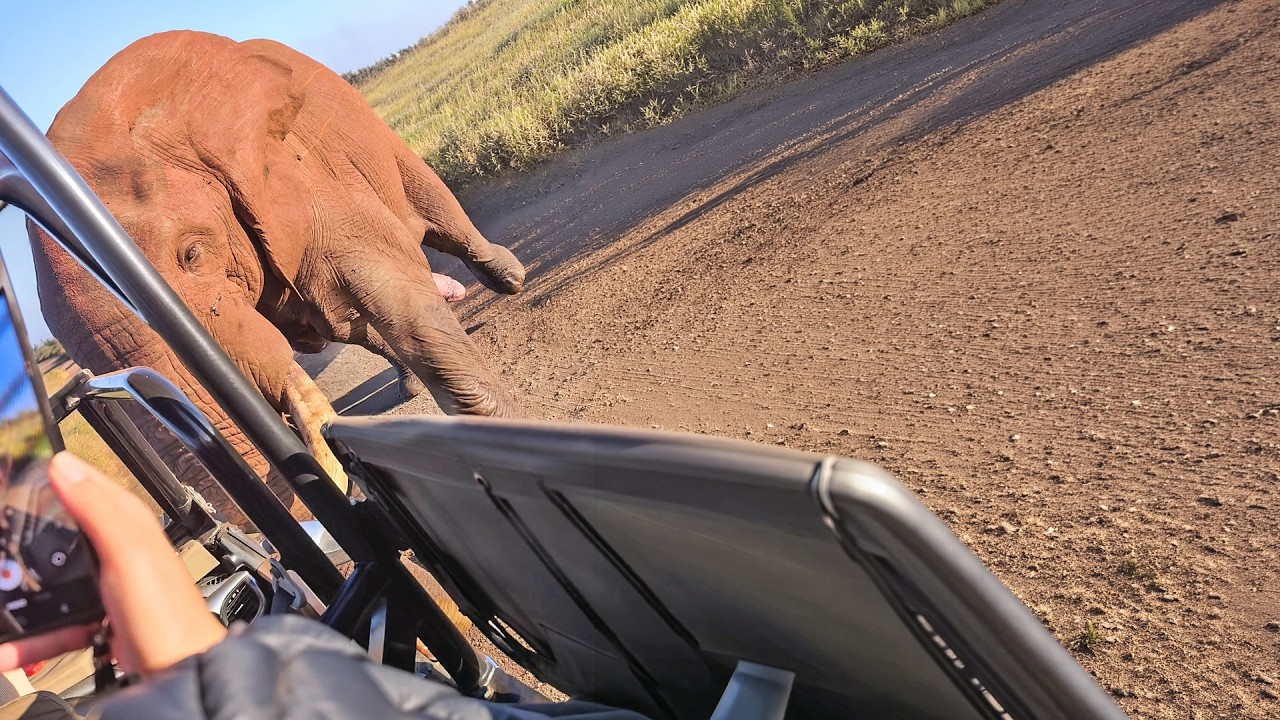 Calm Elephant Bull Turns Aggressive in a Second