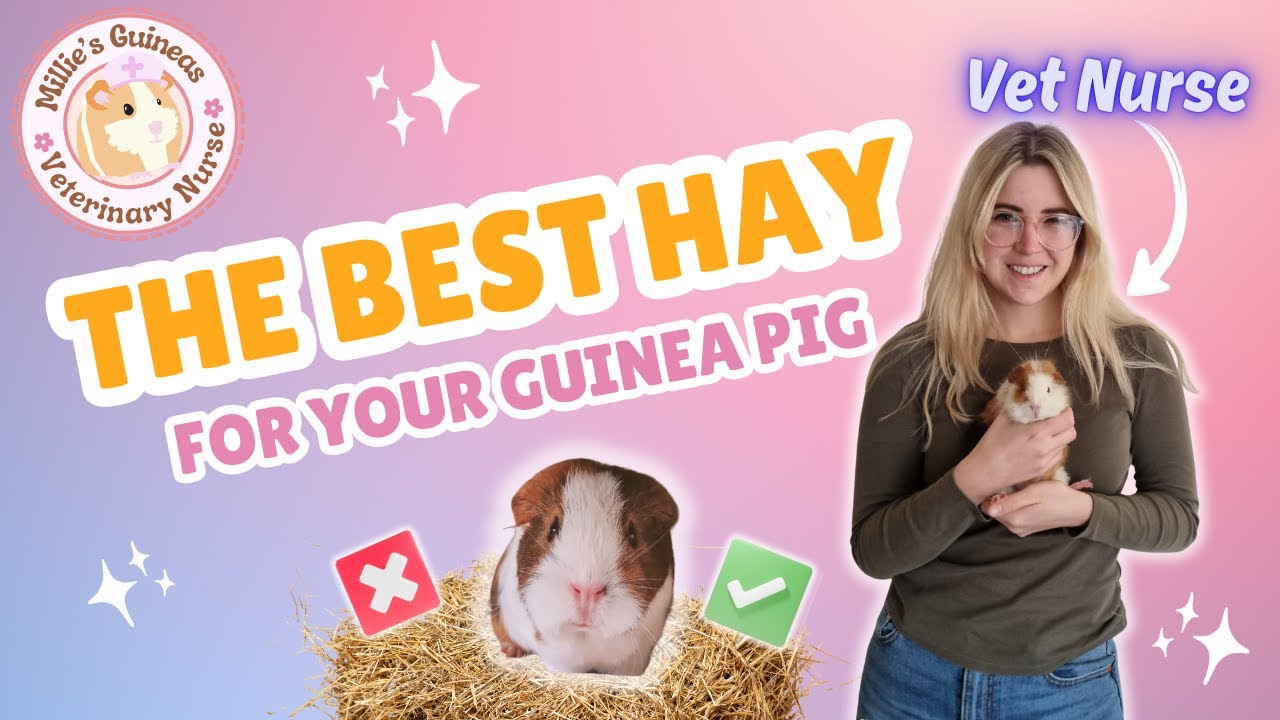 The BEST Hay For Your Guinea Pig - Tips From A Vet Nurse!