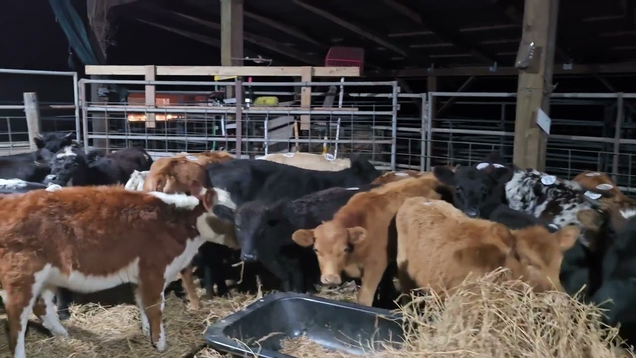 Cattle/ 25 Feeder Calves Weaning in Barn 12-16-25 (#610)
