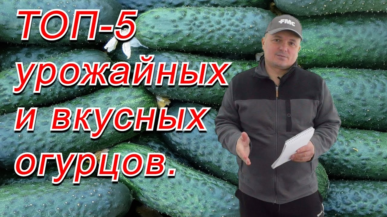 Любой из этих пяти сортов огурца вам очень понравится! И для салата, и для баночки.